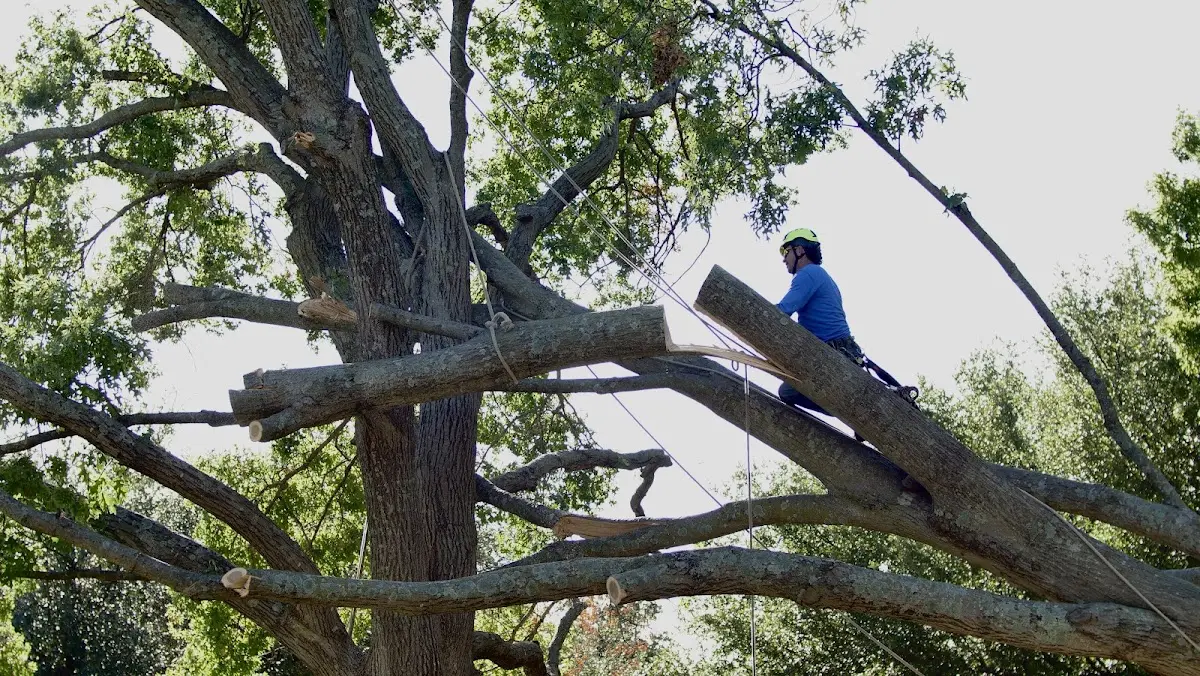 Professional Hazardous Tree Removal performed by certified arborists in Indiantown